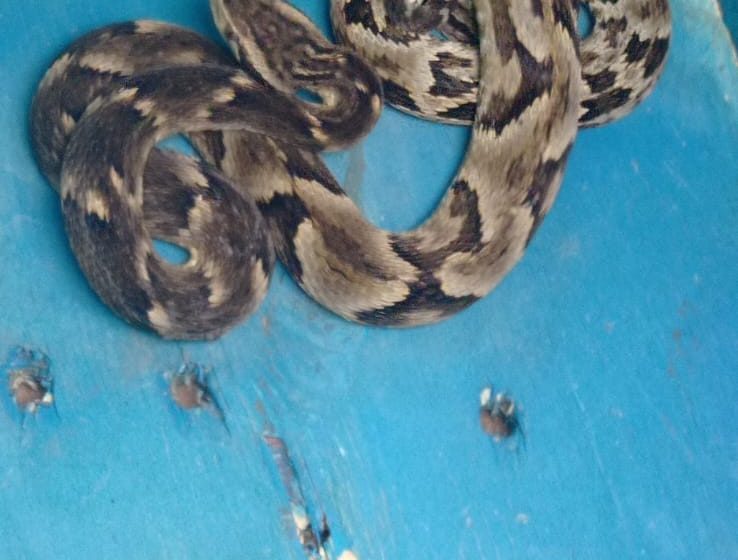  Serpente é capturada e devolvida à natureza