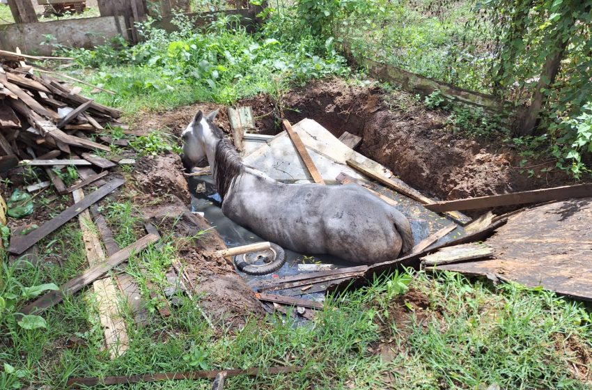  Cavalo cai em fossa e é resgatado pelos bombeiros