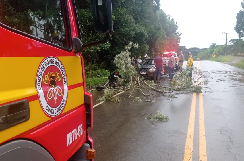  Árvore caída na via causa acidente