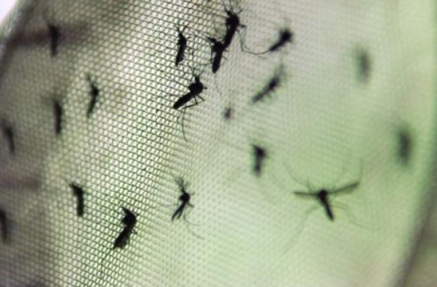  SC tem 47 municípios em alto risco de transmissão de dengue; confira a lista