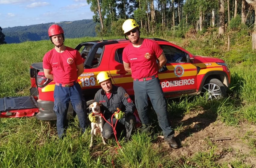  Cão cai em canyon e é resgatado pelos bombeiros