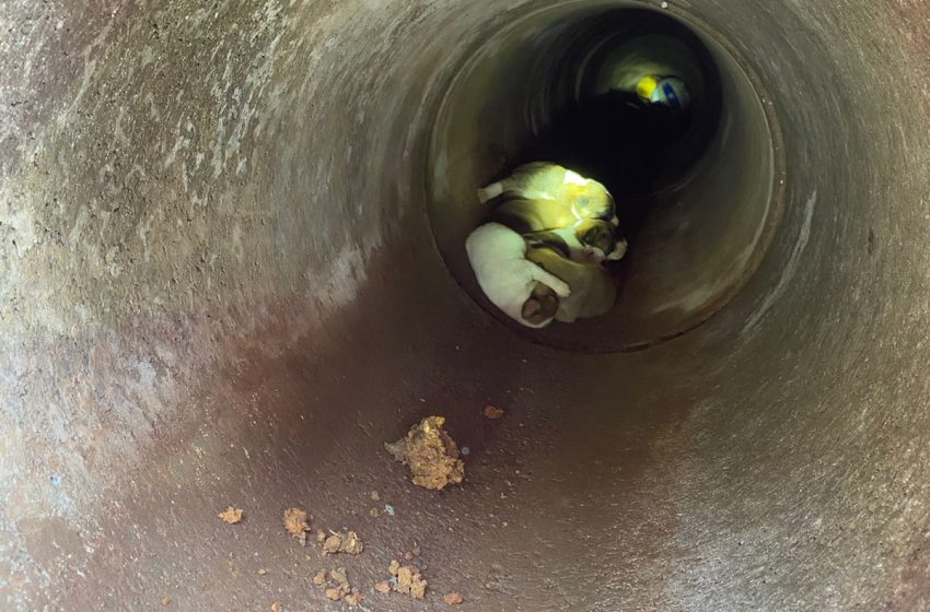  Filhotes de cachorro são resgatados de bueiro