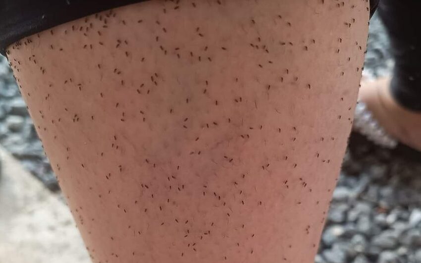  Cidade de SC decreta situação de emergência por causa dos “Maruins”