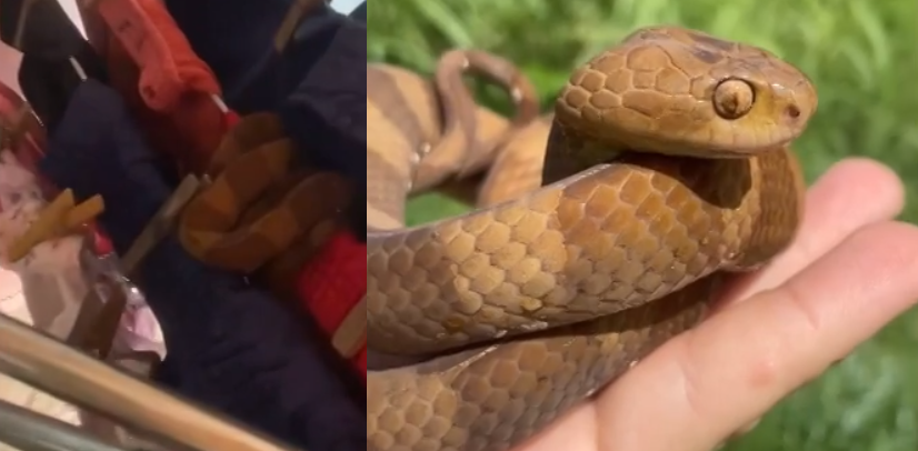  Moradora encontra cobra pendurada em varal ao recolher roupa
