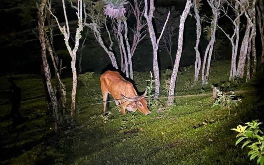  Lei dobra multas para quem praticar farra do boi em SC