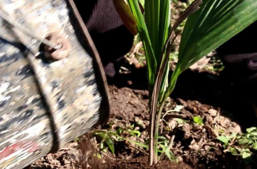  Plantio de árvores nativas em áreas de preservação