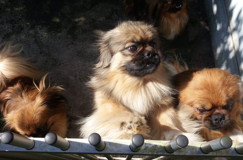  Edital de fomento a entidades de proteção animal está aberto