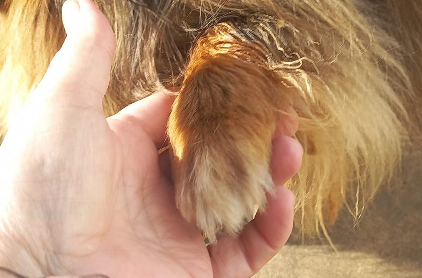  Sem interessados no edital de Proteção Animal