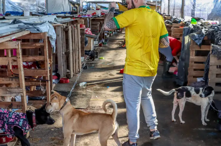  Animais domésticos continuam sendo resgatados de áreas alagadas no RS
