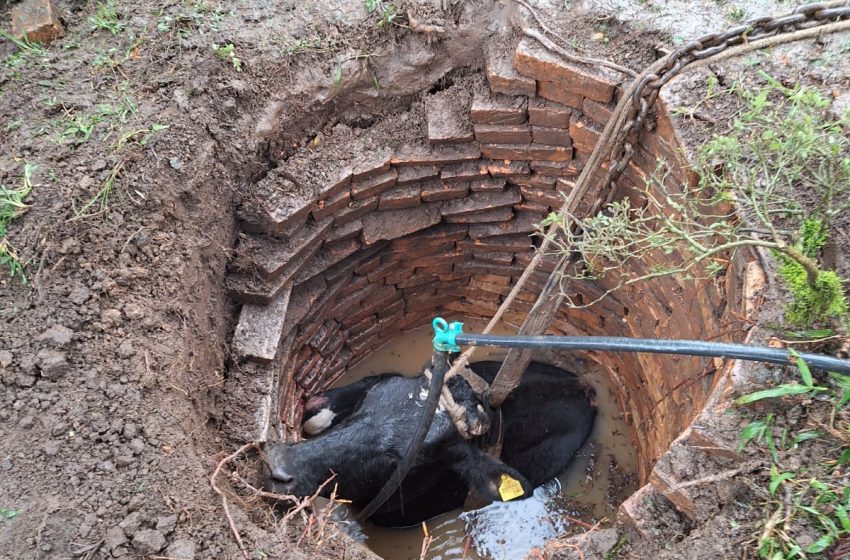  Bombeiros resgatam animal caído em poço