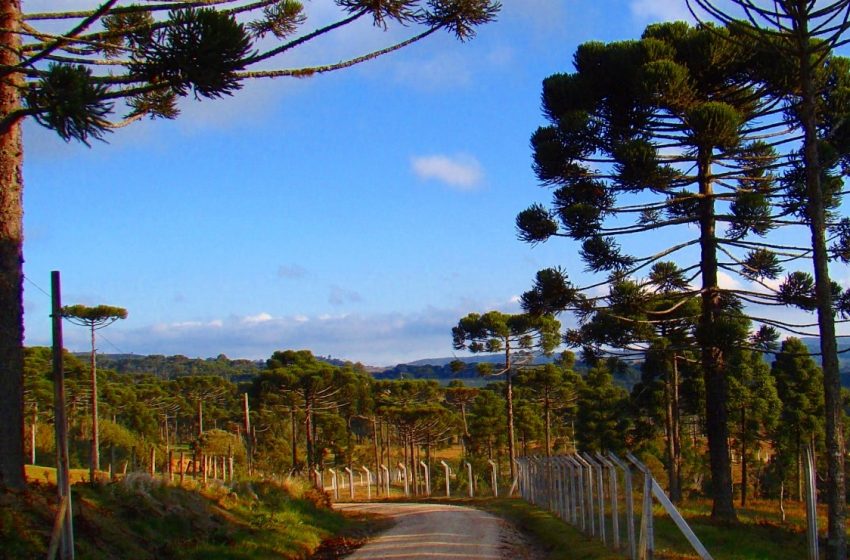  Trecho 2 da Estrada Dona Francisca receberá lajotas