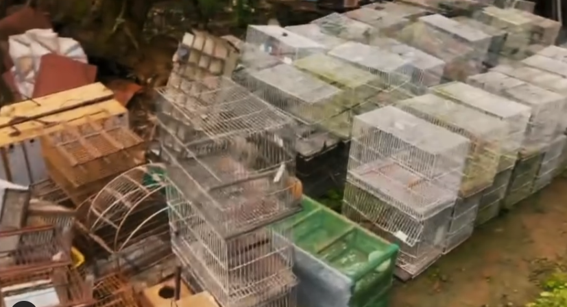  Operação Cygnus resgata 91 aves