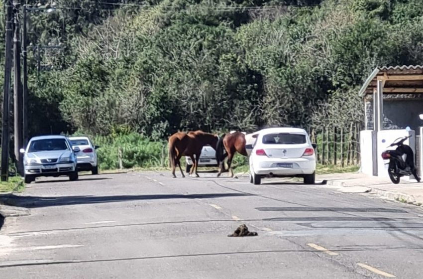  Novela “Cavalos soltos nas Ruas” continua em Serra Alta.