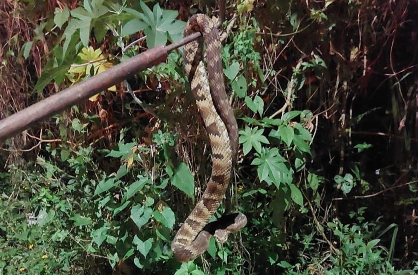  Jararaca de 1,20 metro é capturada na área externa de uma residência