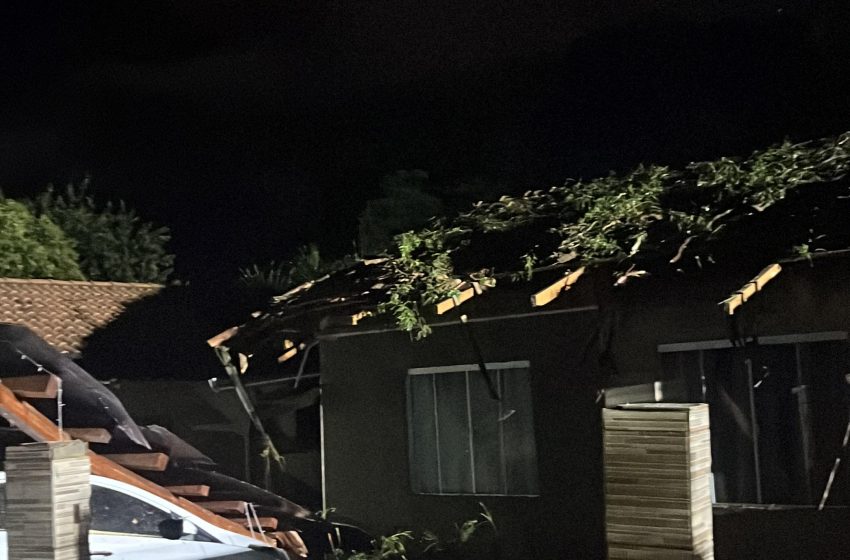  Queda de árvore causa prejuízos