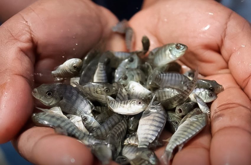  ATENÇÃO: encomenda de alevinos começa na segunda