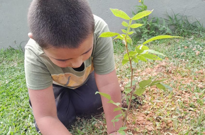  Distribuição gratuita de mudas de árvores