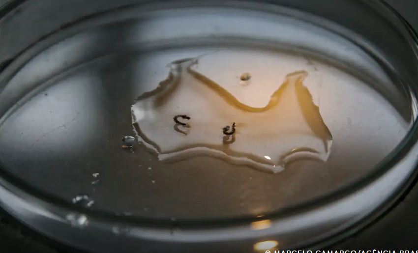  Campanha de mobilização contra dengue nas escolas começa nesta segunda