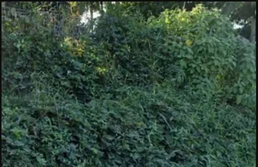  ABANDONO: recém-nascido encontrado em sacola plástica