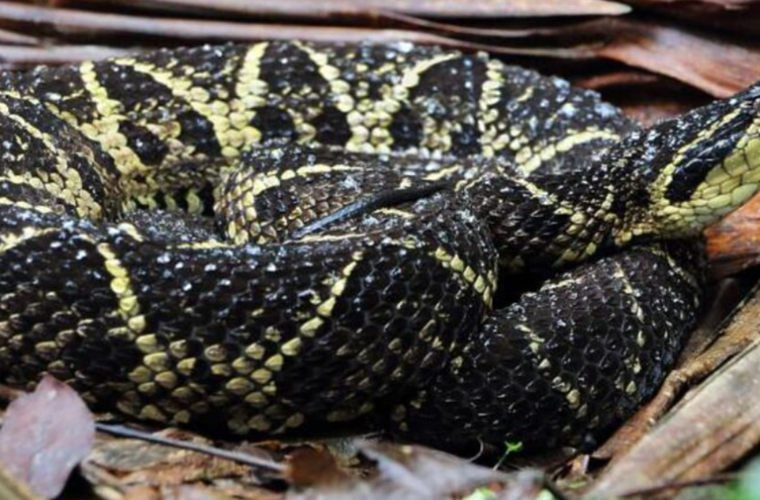  Menina de sete anos é picada por cobra peçonhenta no Vale do Itajai