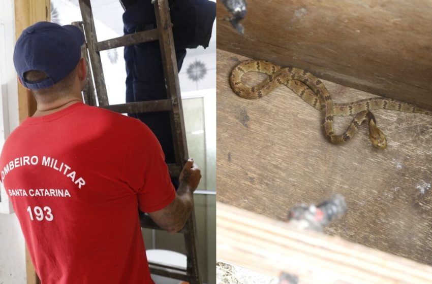  Mãe e filho dão de cara com uma jararaca no quarto