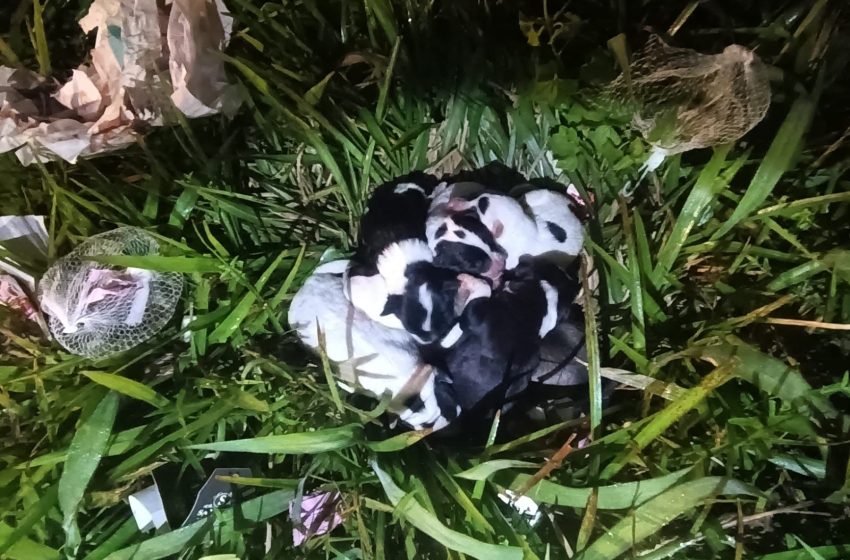  Ninhada de cães é resgatada