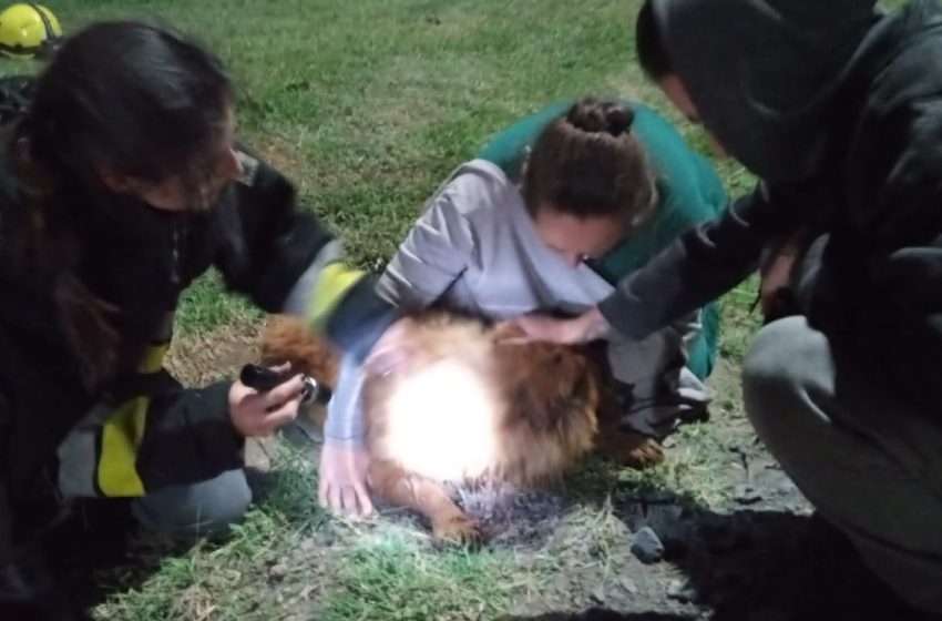  Cão é resgatado de bueiro