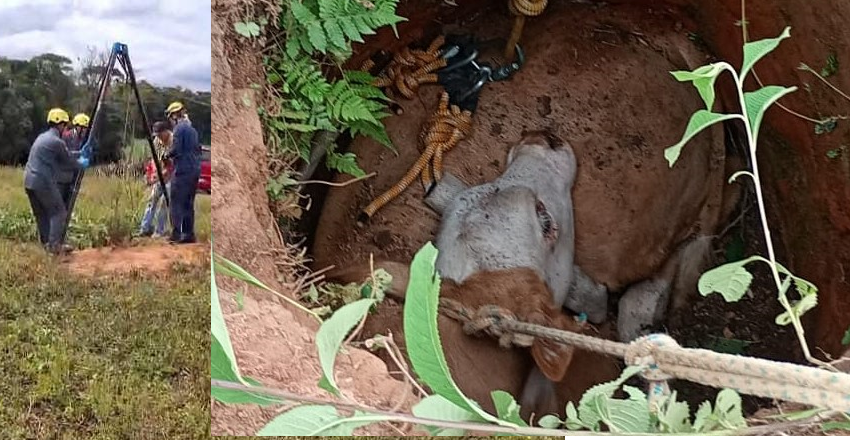  Bezerro é resgatado de buraco