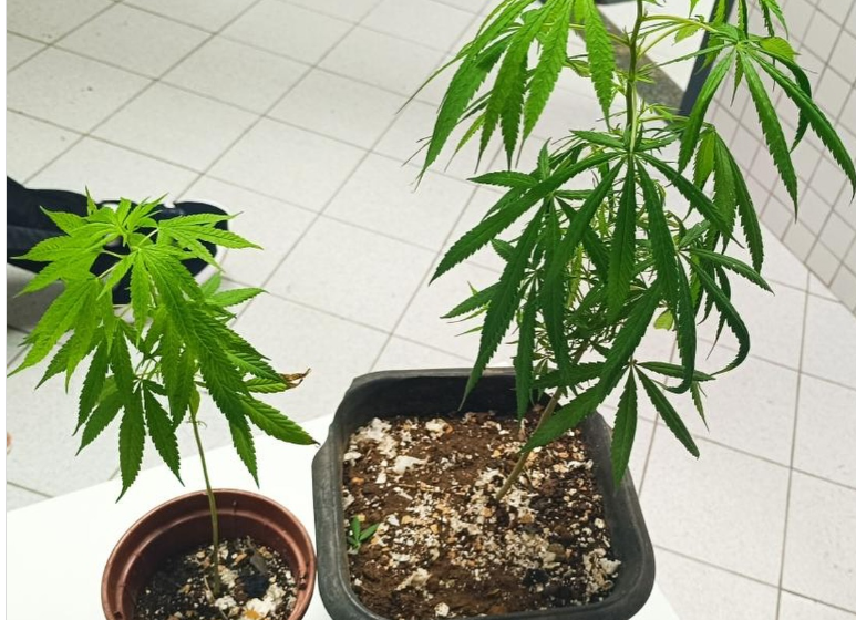  PM apreende pés de maconha no bairro Rio Negro