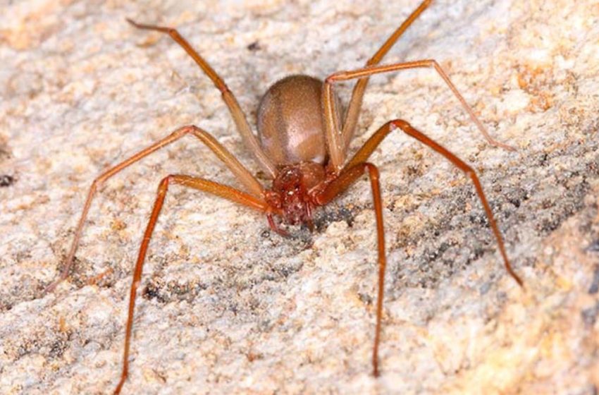  Jovem é hospitalizada após ser picada por uma aranha