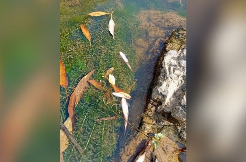  PEIXES MORTOS: Alerta para possível crime