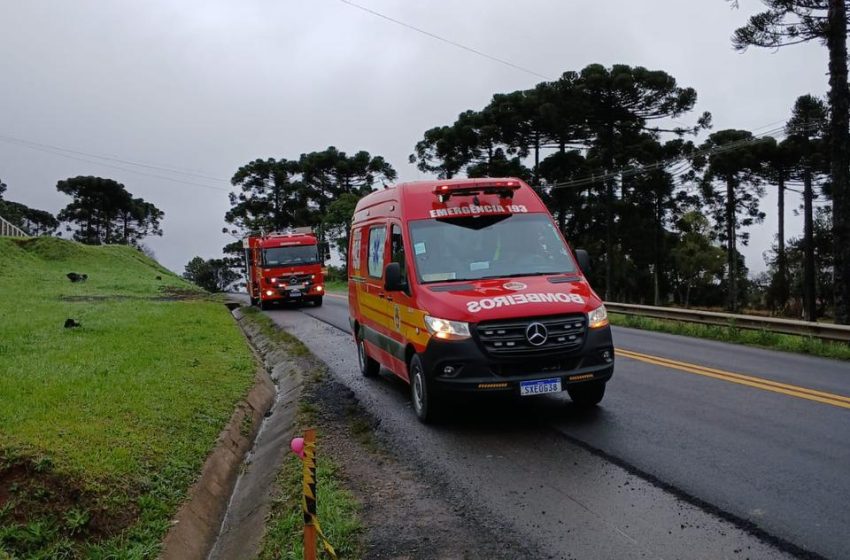  Cão solto na rua causa acidente