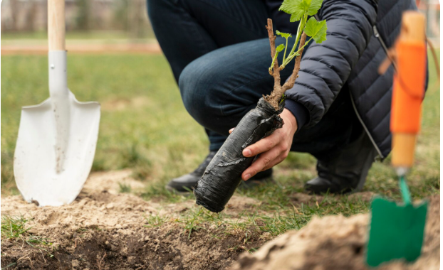  Plantio de mudas marca a passagem do Dia C