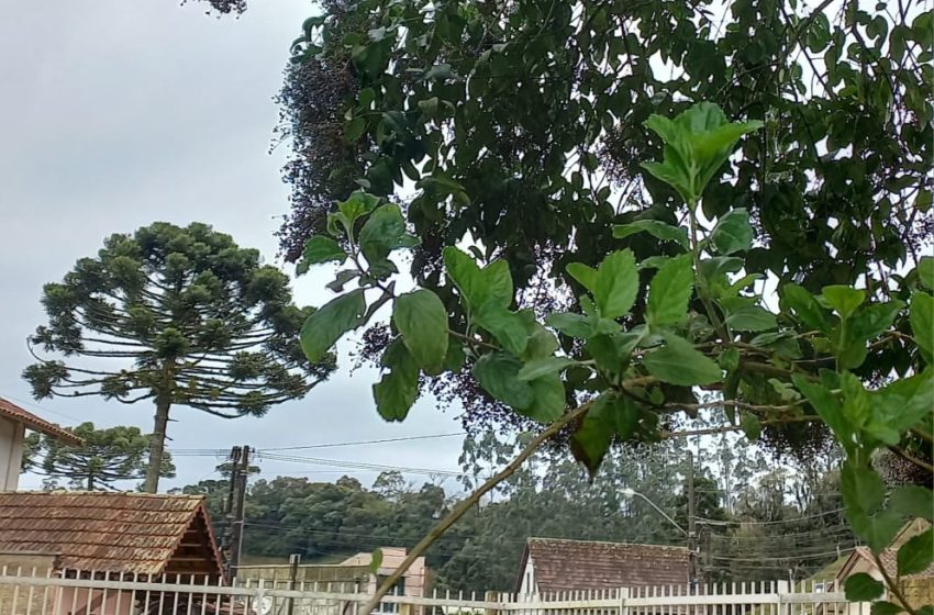  DEZENA DE FATOS: EMHAB…PMSC…tarifaço…tempo…desfiles