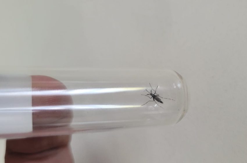  São Bento do Sul registra redução de focos do mosquito da dengue em 2025