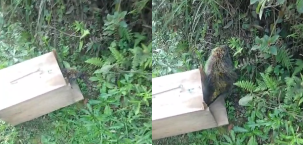  OURIÇO: Operação resgate