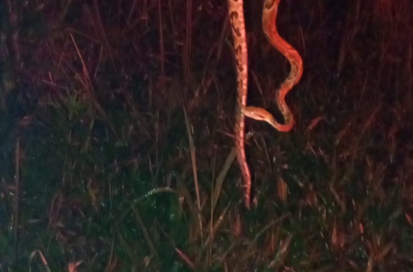  Jararaca encontrada em residência