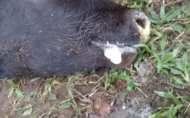  Caso de raiva animal bovina é detectado em São Bento