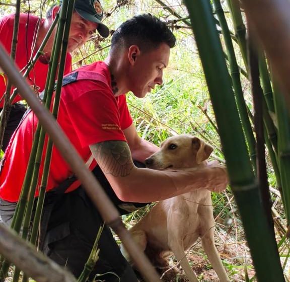  Cão preso em cabo de aço é resgatado por bombeiros