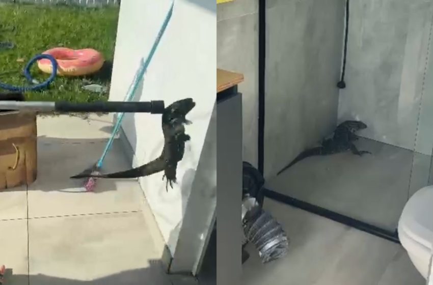  Lagarto é encontrado no box do banheiro de resistência
