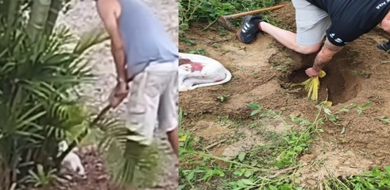  Mais um caso de maus-tratos a animais em SC