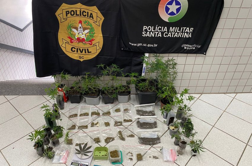  PM localiza drogas e estufa de cultivo de maconha em São Bento do Sul