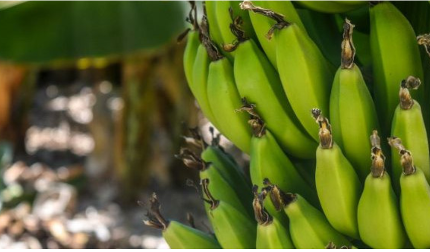  Nova variedade de banana “Clarinha” é reconhecida e promete impulsionar setor em SC