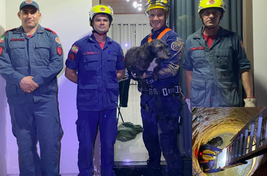  Cadela que caiu em poço no interior de Papanduva é resgatada pelos bombeiros