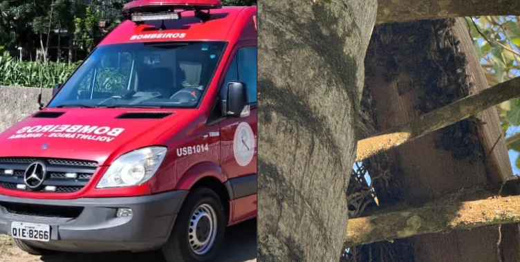  Idoso morre após ataque de abelhas no Alto Vale do Itajaí