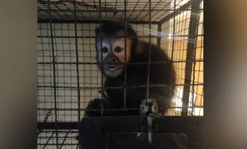  TRÁFICO DE ANIMAIS: Cidades do Norte de SC são investigadas